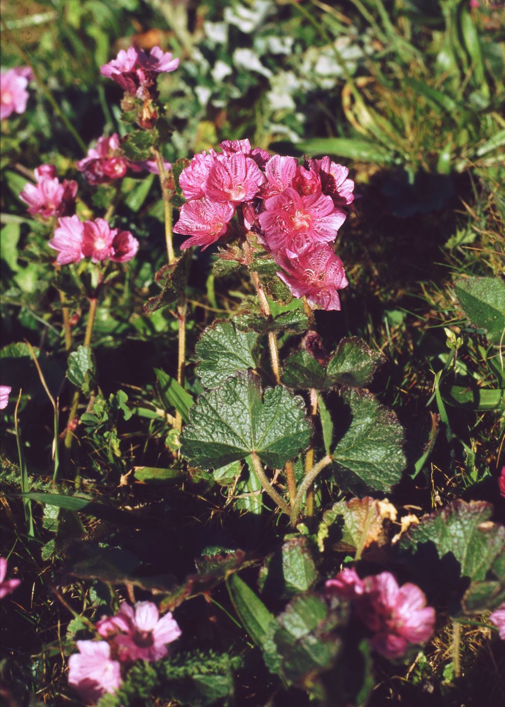 close up of purpley pink petals of California checkerbloorm