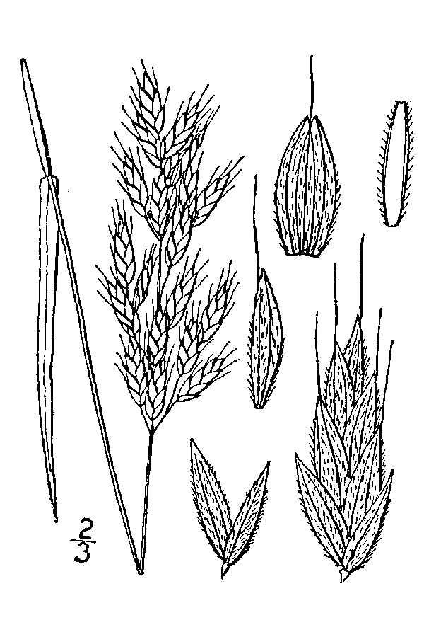 Line drawing of soft brome