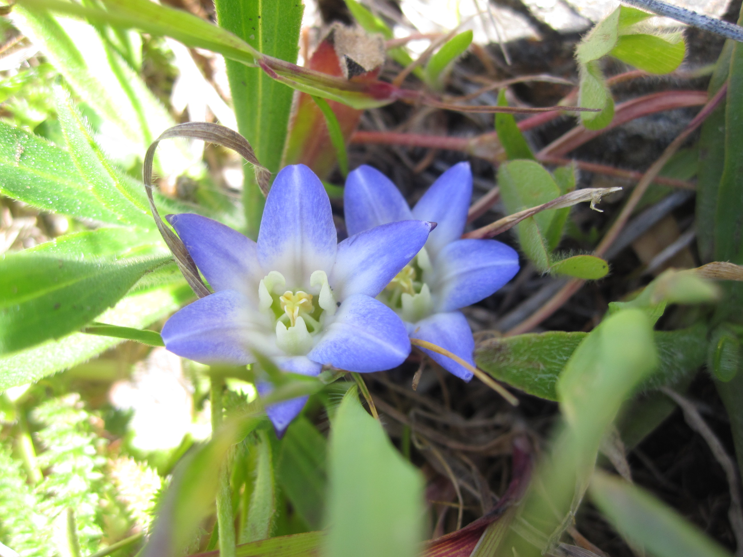 lose up of the blue-purple flowers of dwarf brodiaea