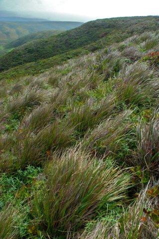 Pacific reedgrass stand at Point Reyes National Seasore