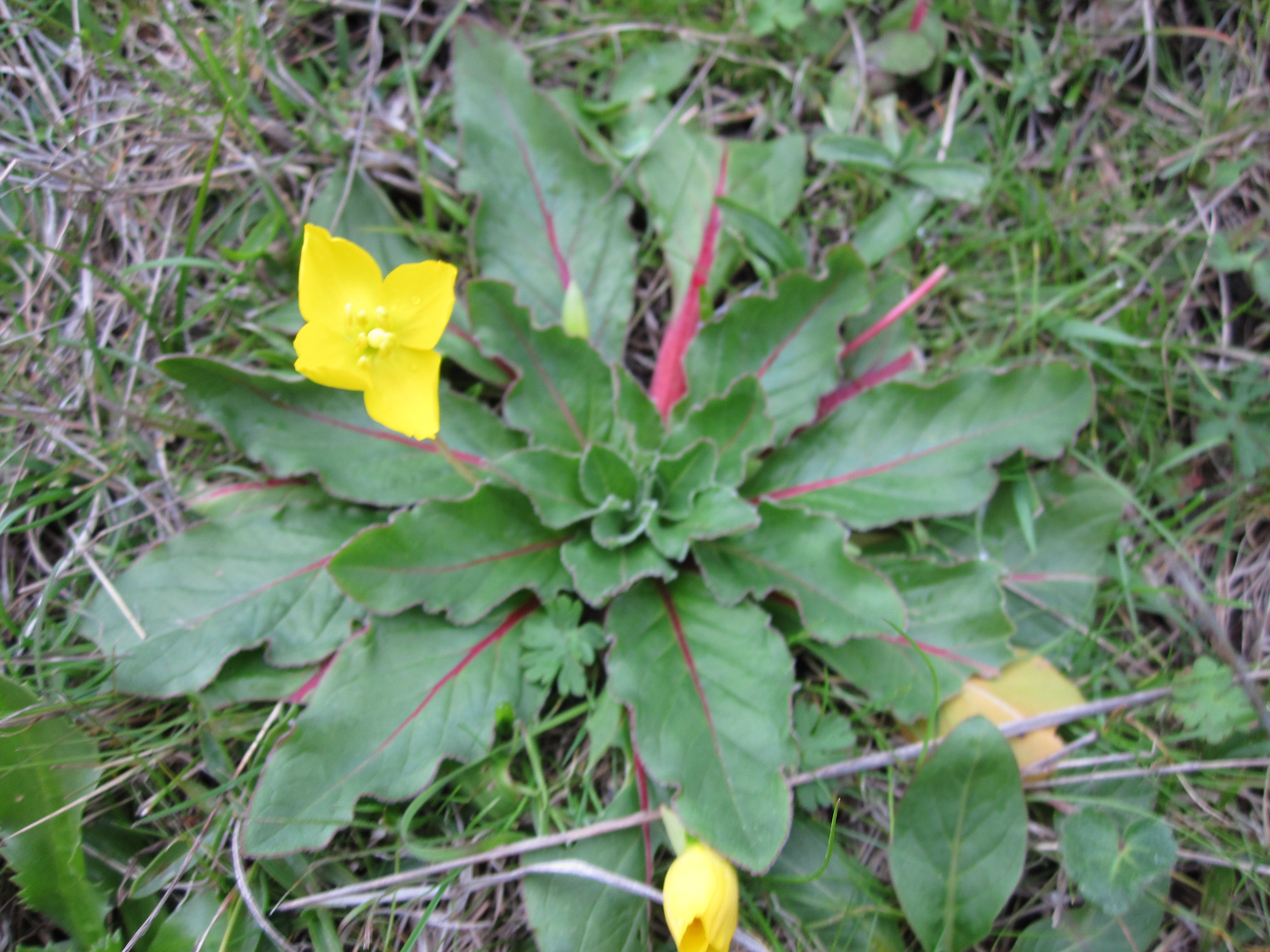 looking down on the basal rosette and single bright yellow bloom of a Sun Cup