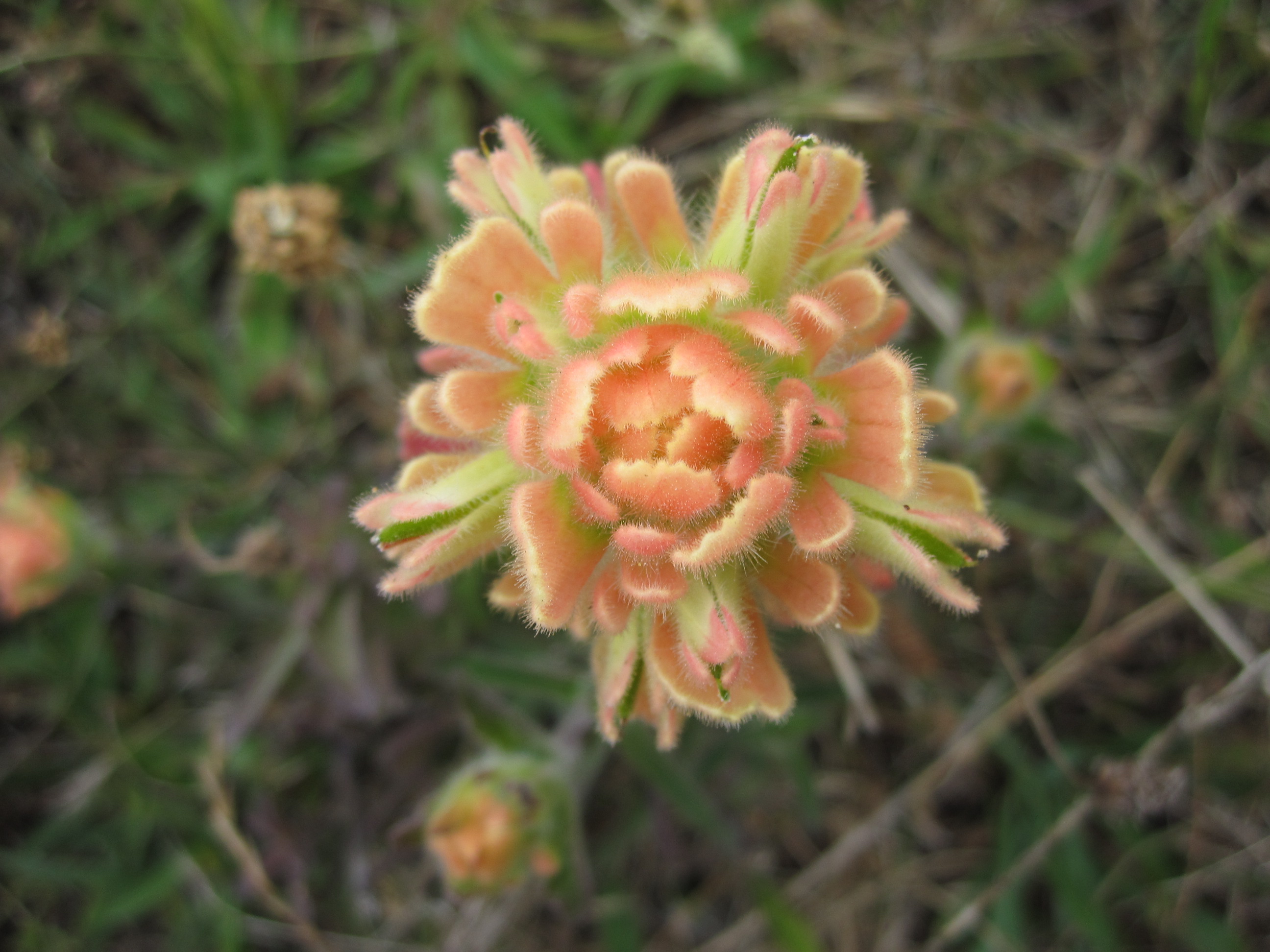 soft peach-colored bloom of an Indian Paintbrush