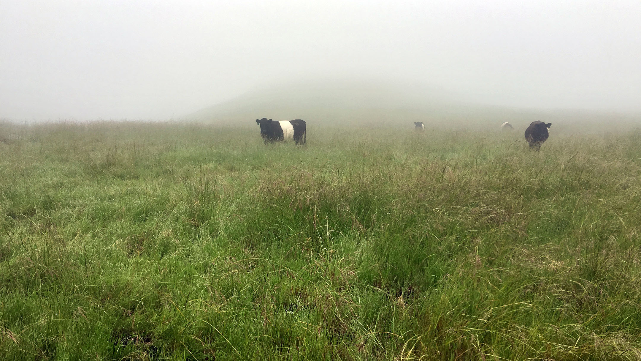 Two cows grazing on a coastal prairie in the fog
