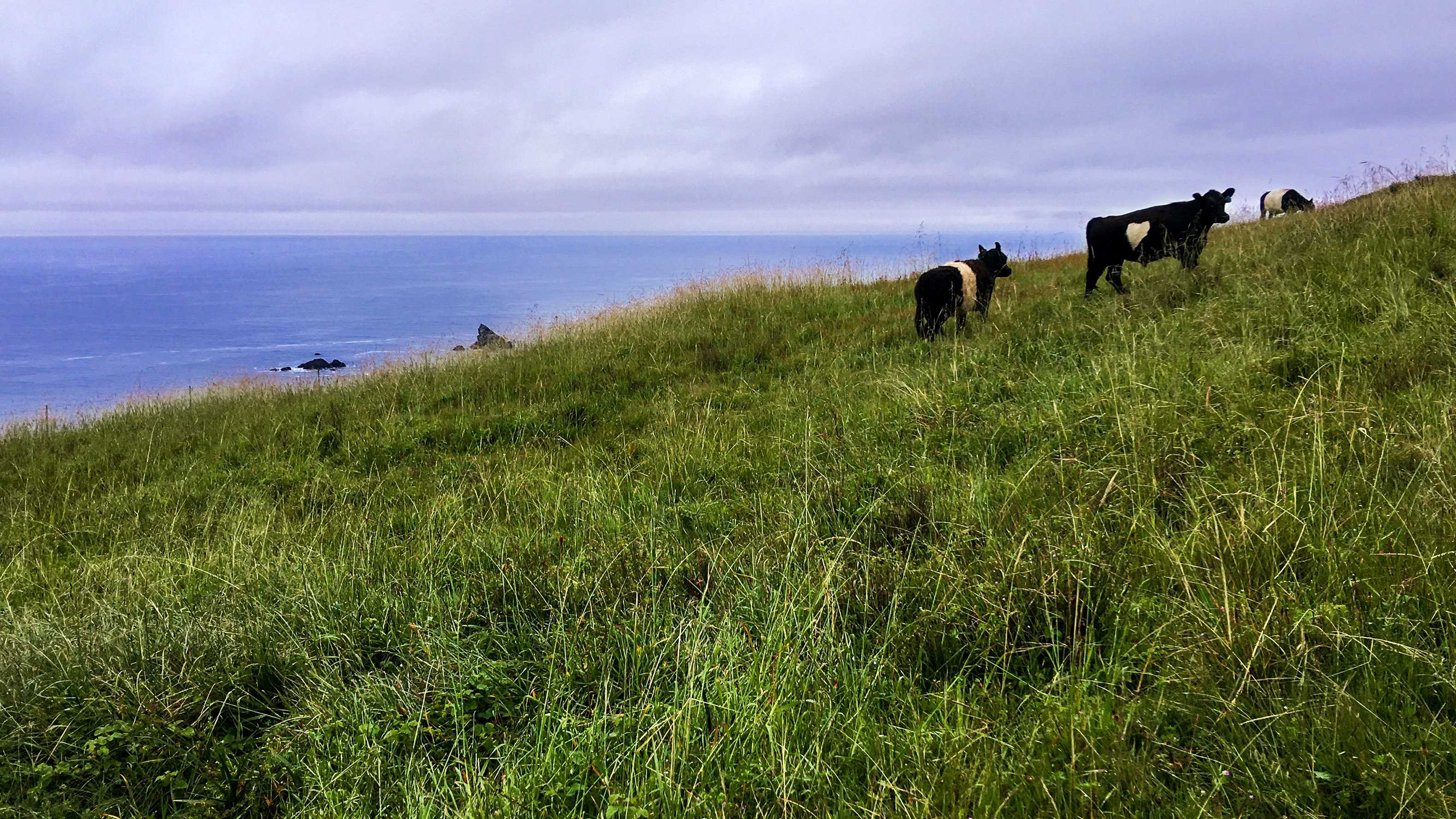 Cattle grazing