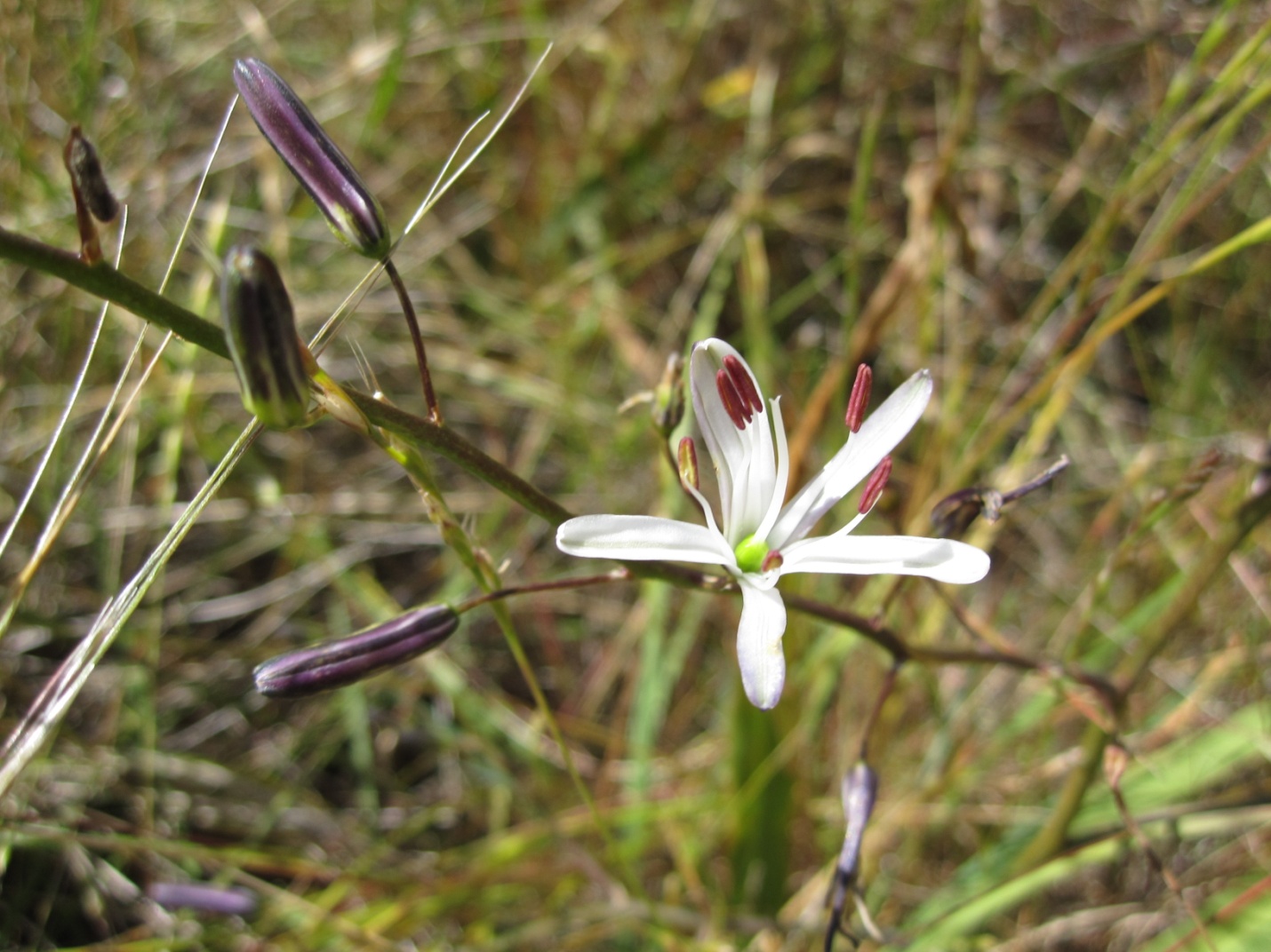 close up of the white thin-petaled flowers of a Wavyleaf Soap Plant