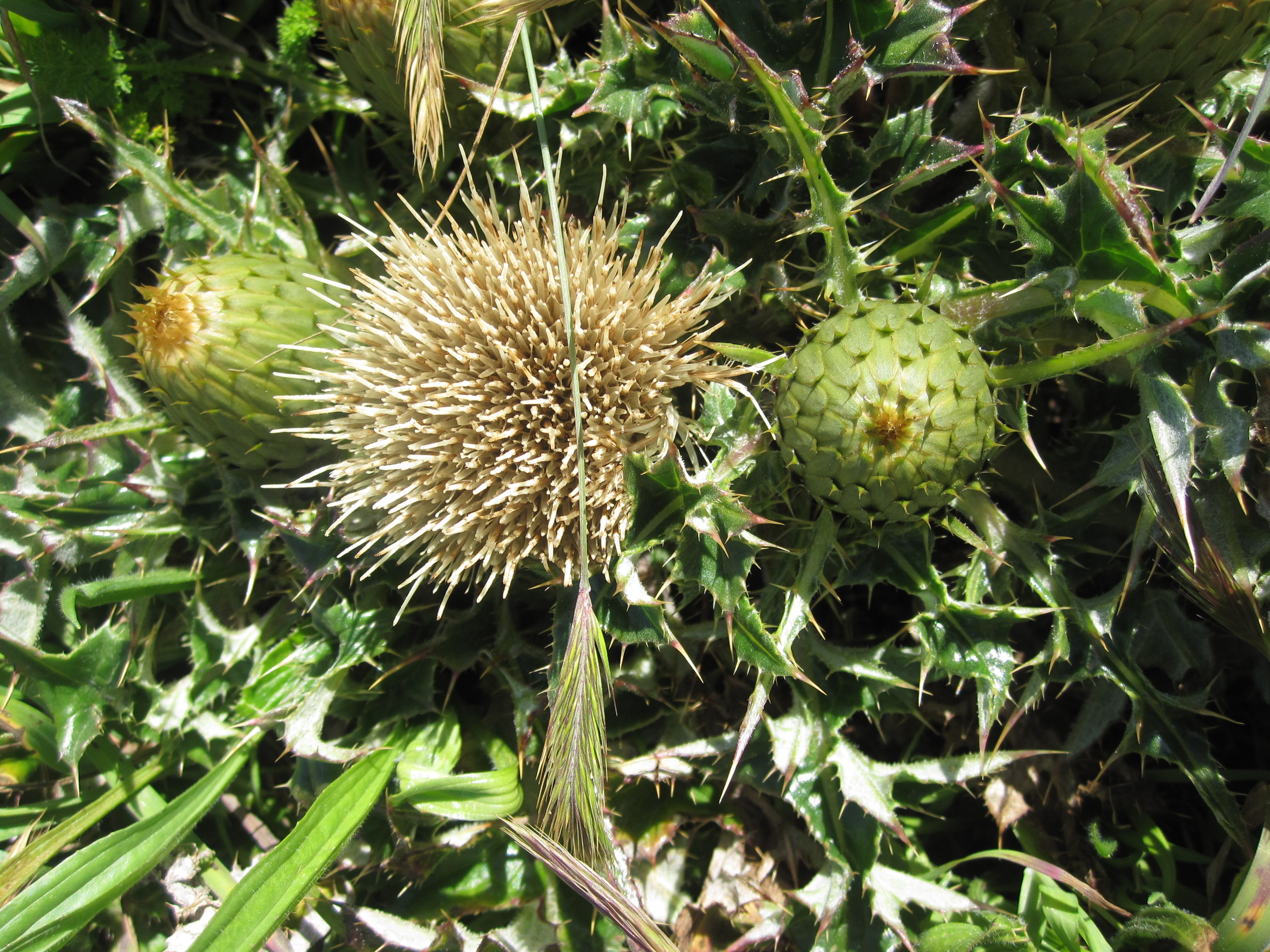 green unopened flowers of a coyote thistle