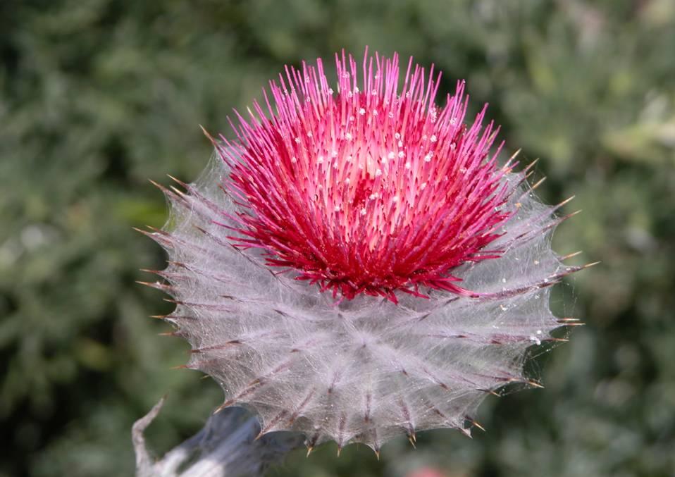 thistle with magenta center