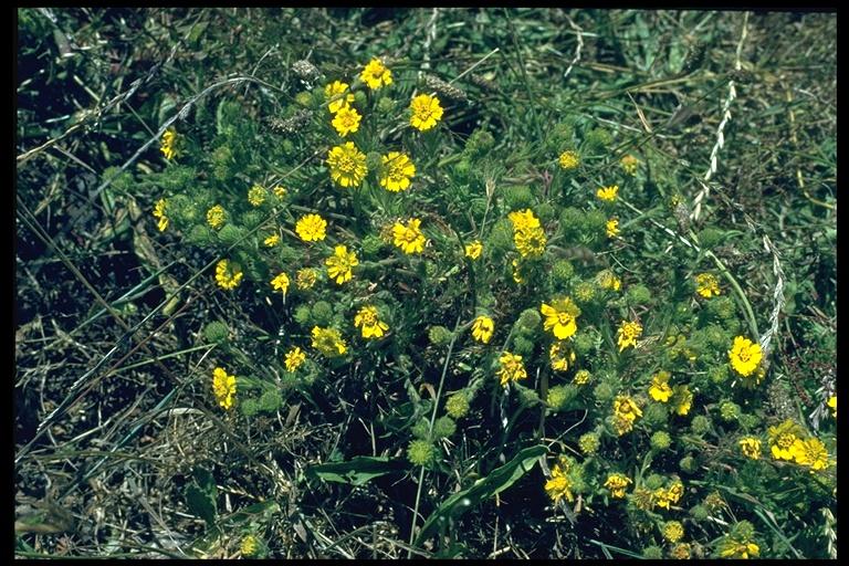 small green bush with bright yellow flowers of coastal tarweed