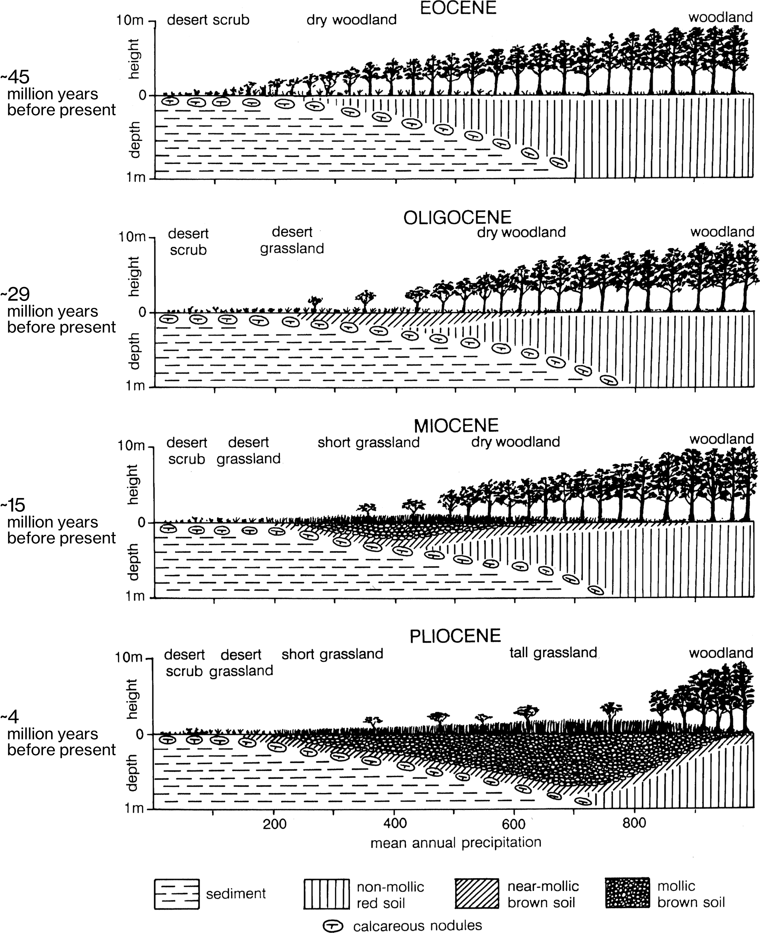 Diagram of grasslands in Cenozoic Period