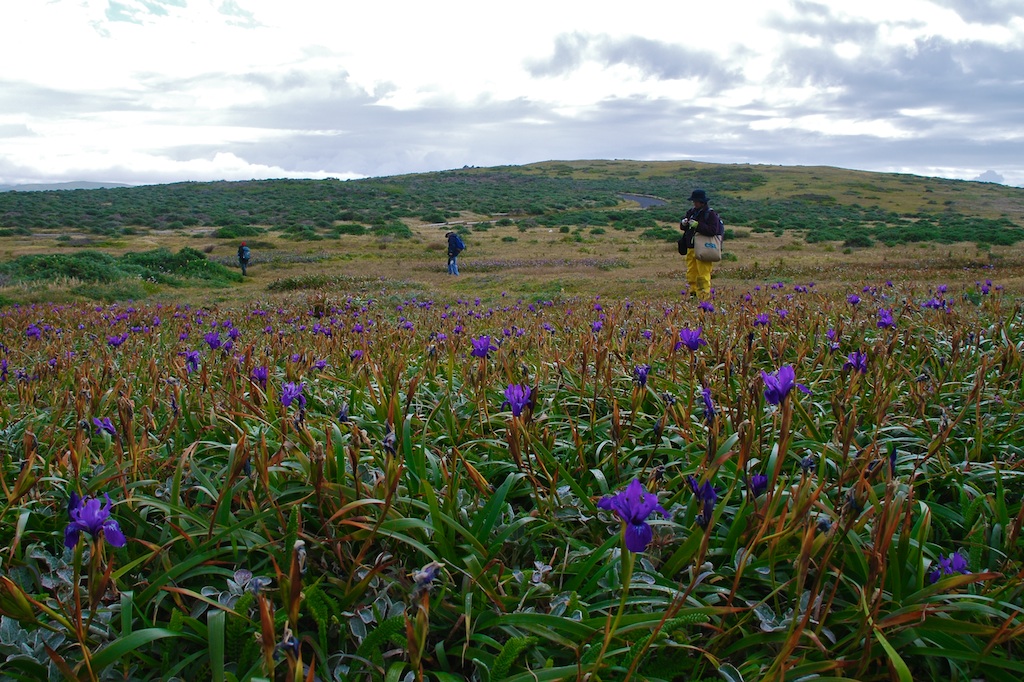 coastal bluff looking towards the ocean; purple dots in the grassland are Douglas' Iris flowers