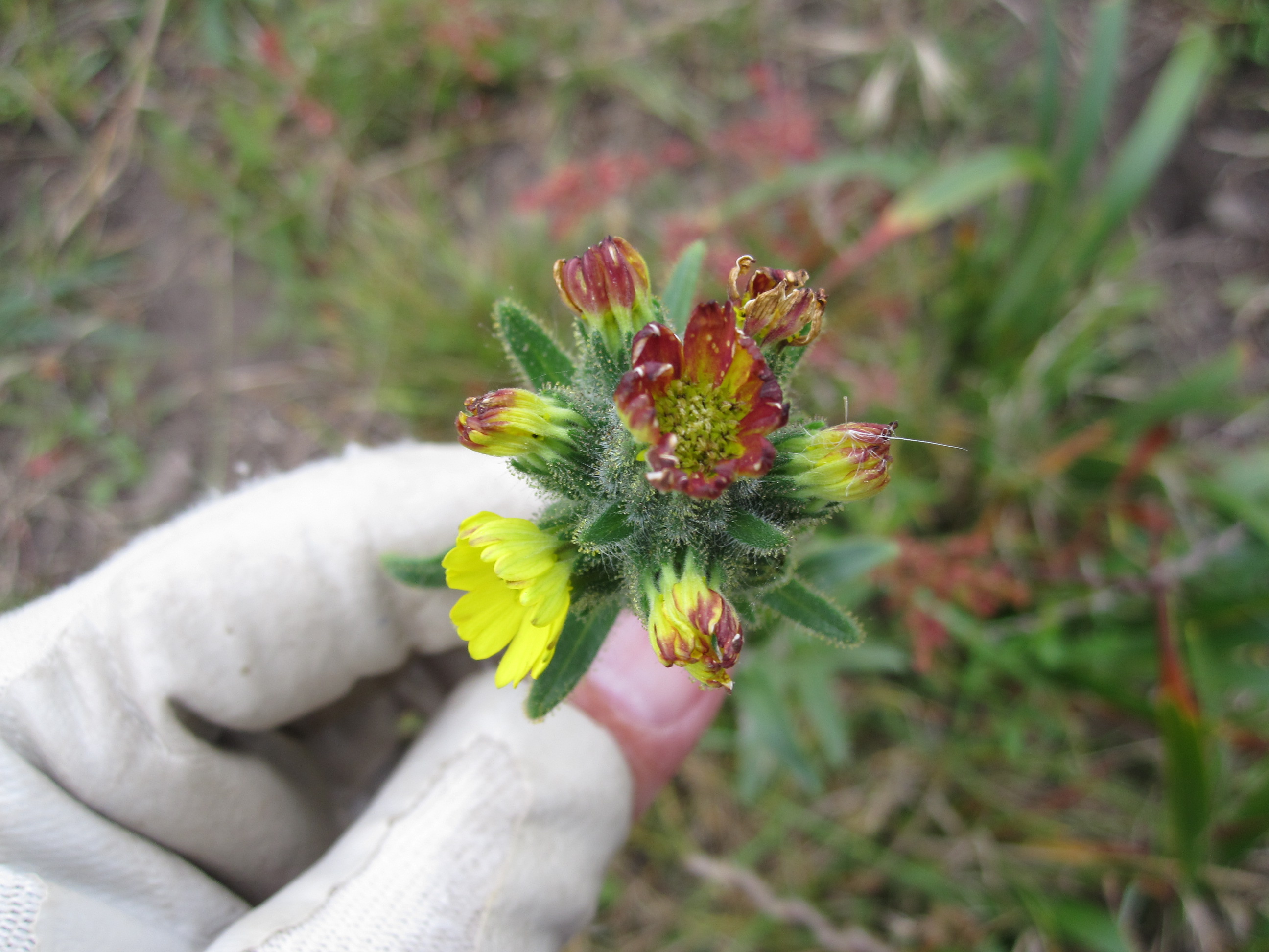 close up of yellow flowerhead of Madia sativa; unopened flowers have red tips