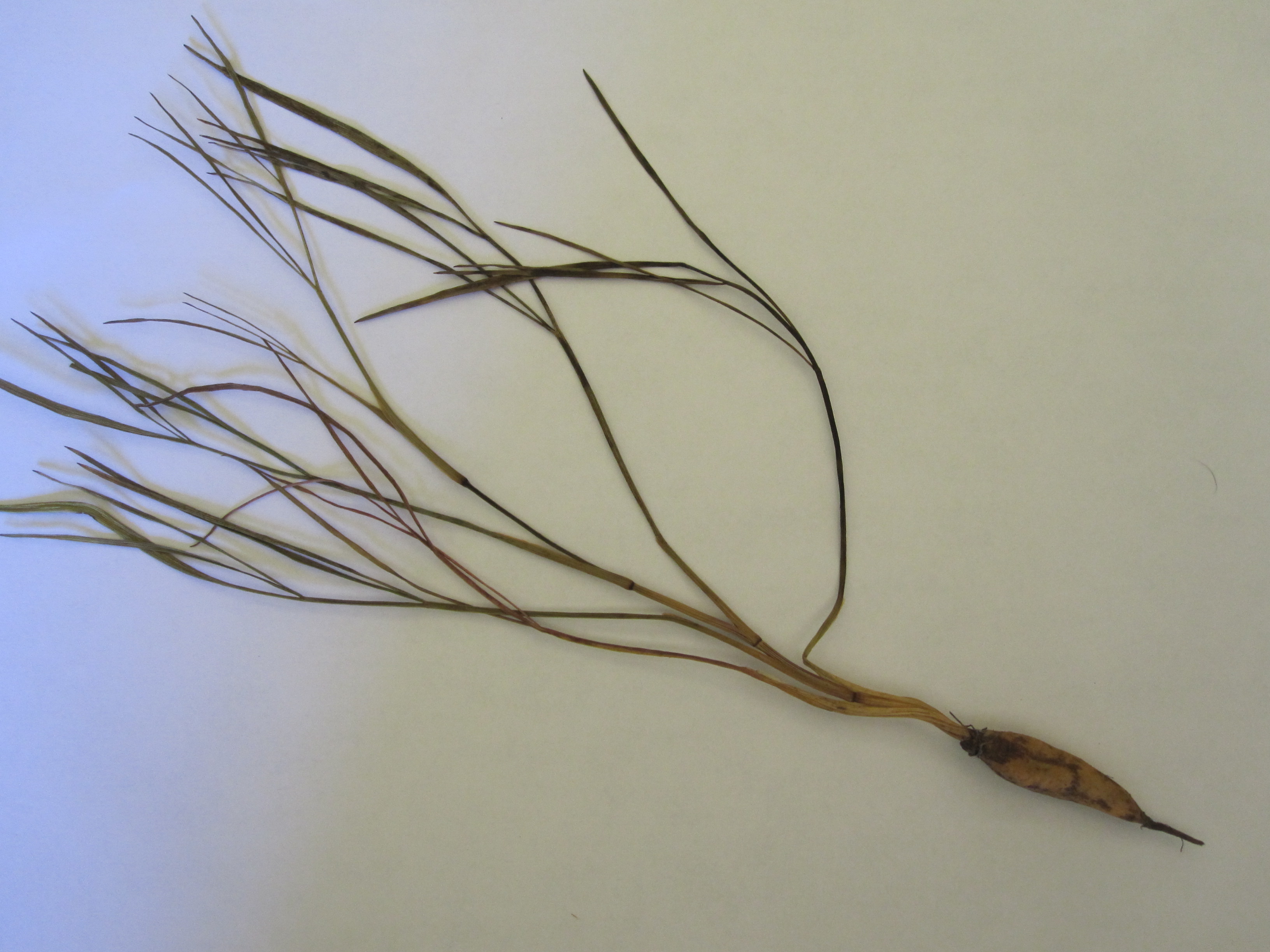 specimen of Gairdner's Yampah, showing leaves and roots, lying on a white background