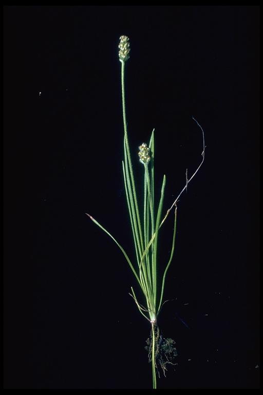 specimen on California plantain on a black background