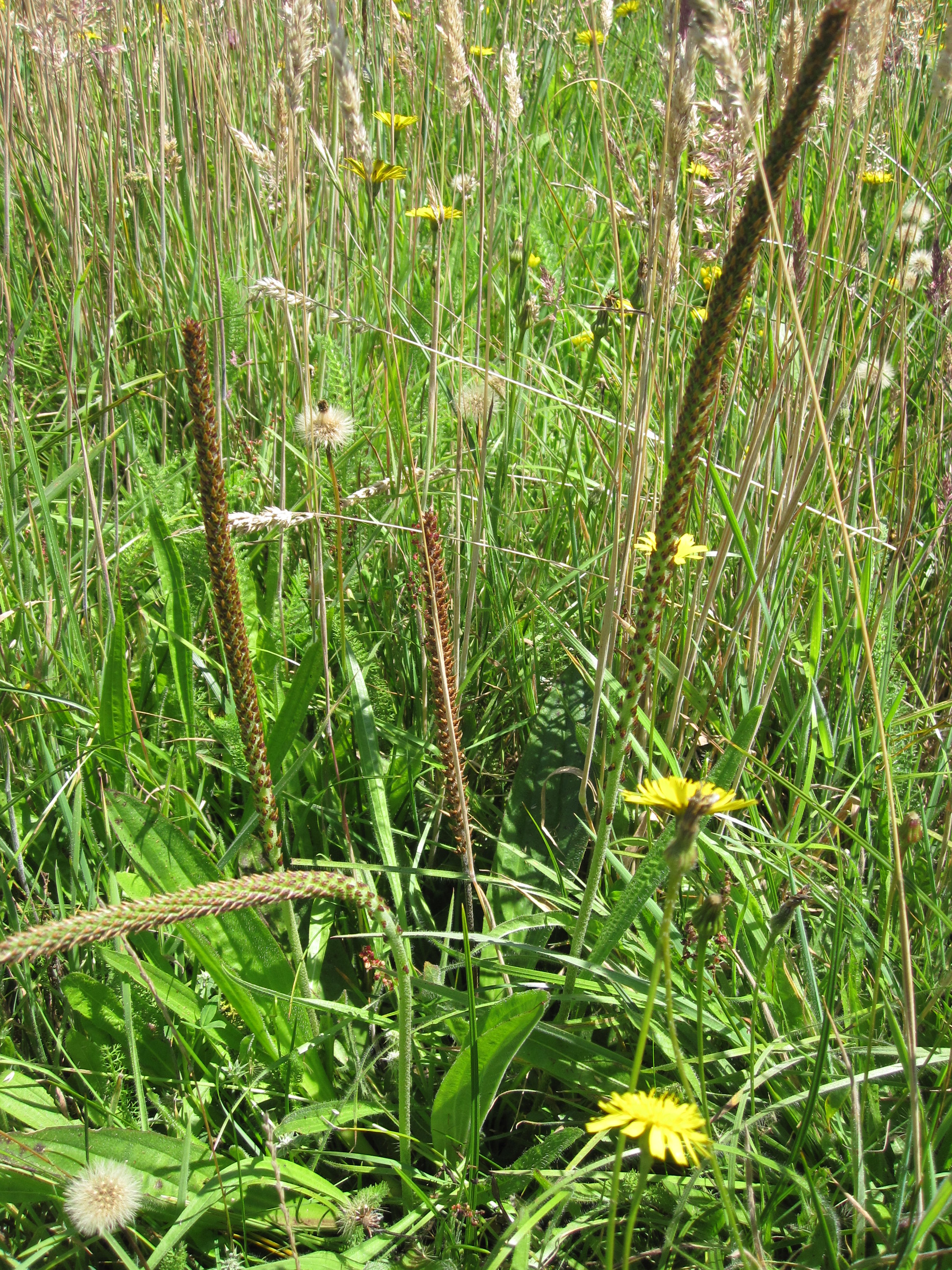 Tall Coastal Plantain with flowering spikes rising out of a grassy field