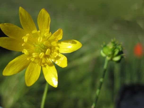 close up of bright yellow flower of the California Buttercup