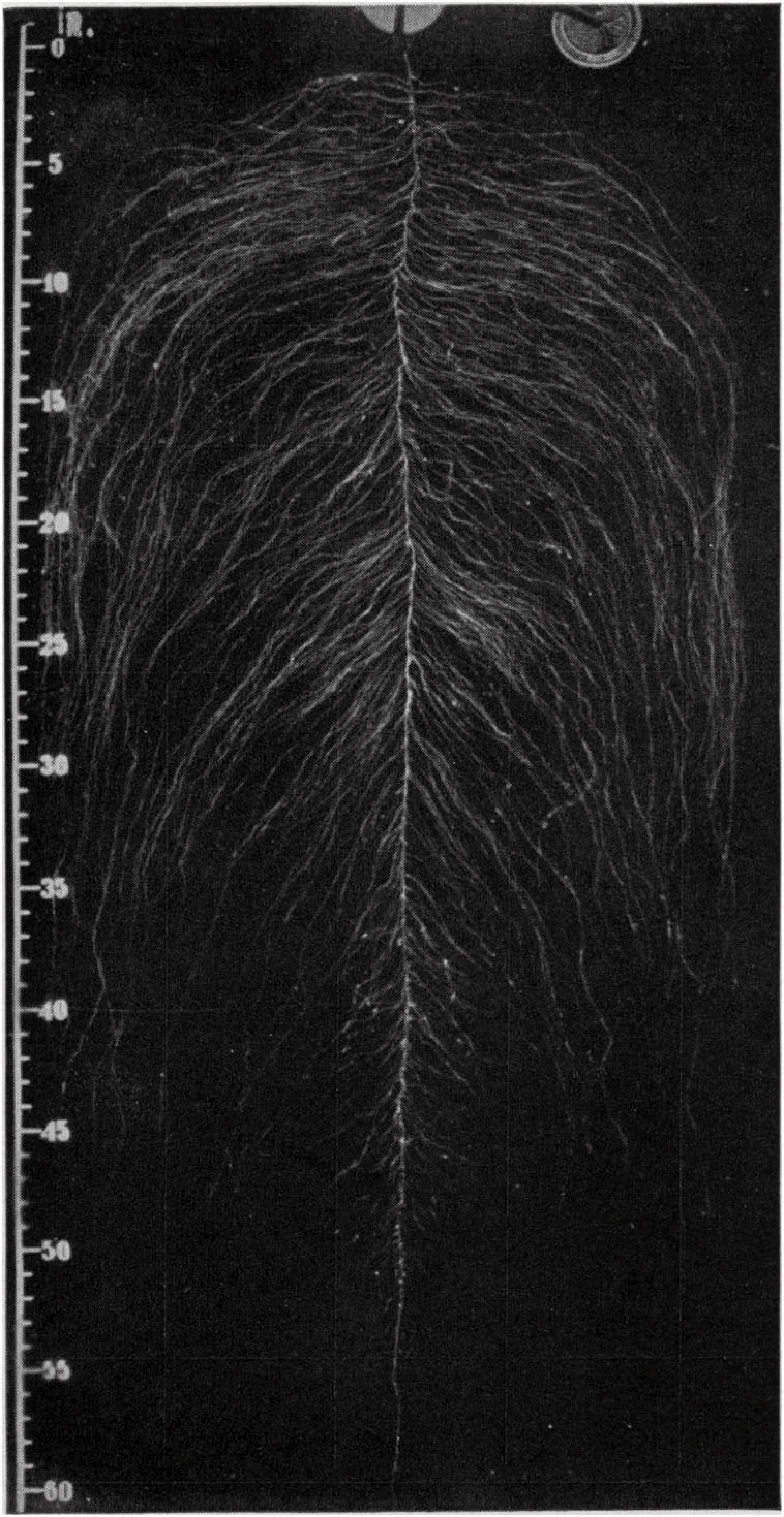 One crown root of wild oats (Avena) separated from the root system.