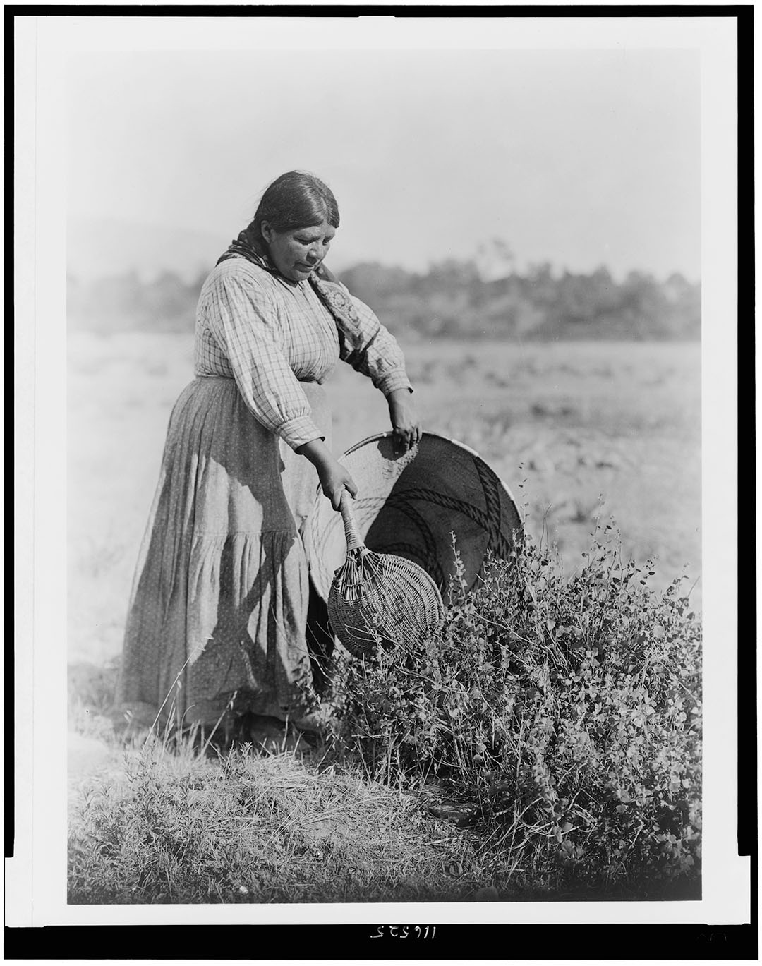 Coast Pomo gathering seeds with a burden basket.