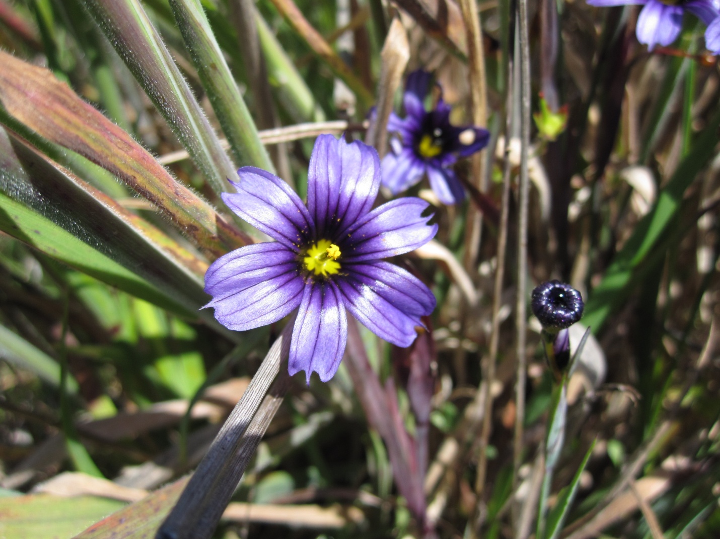 close up a single purple-blue bloom of blue-eyed grass