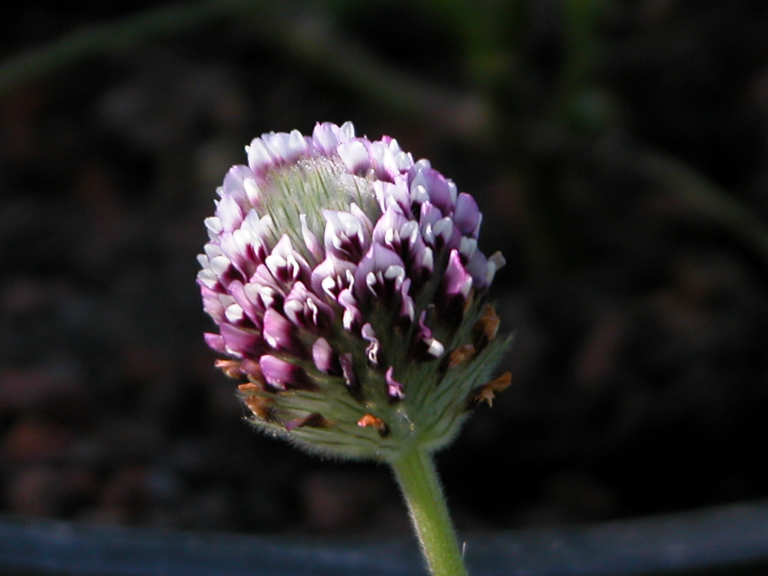close up of the purple and white tipped influorescence of Showy Indian Clover