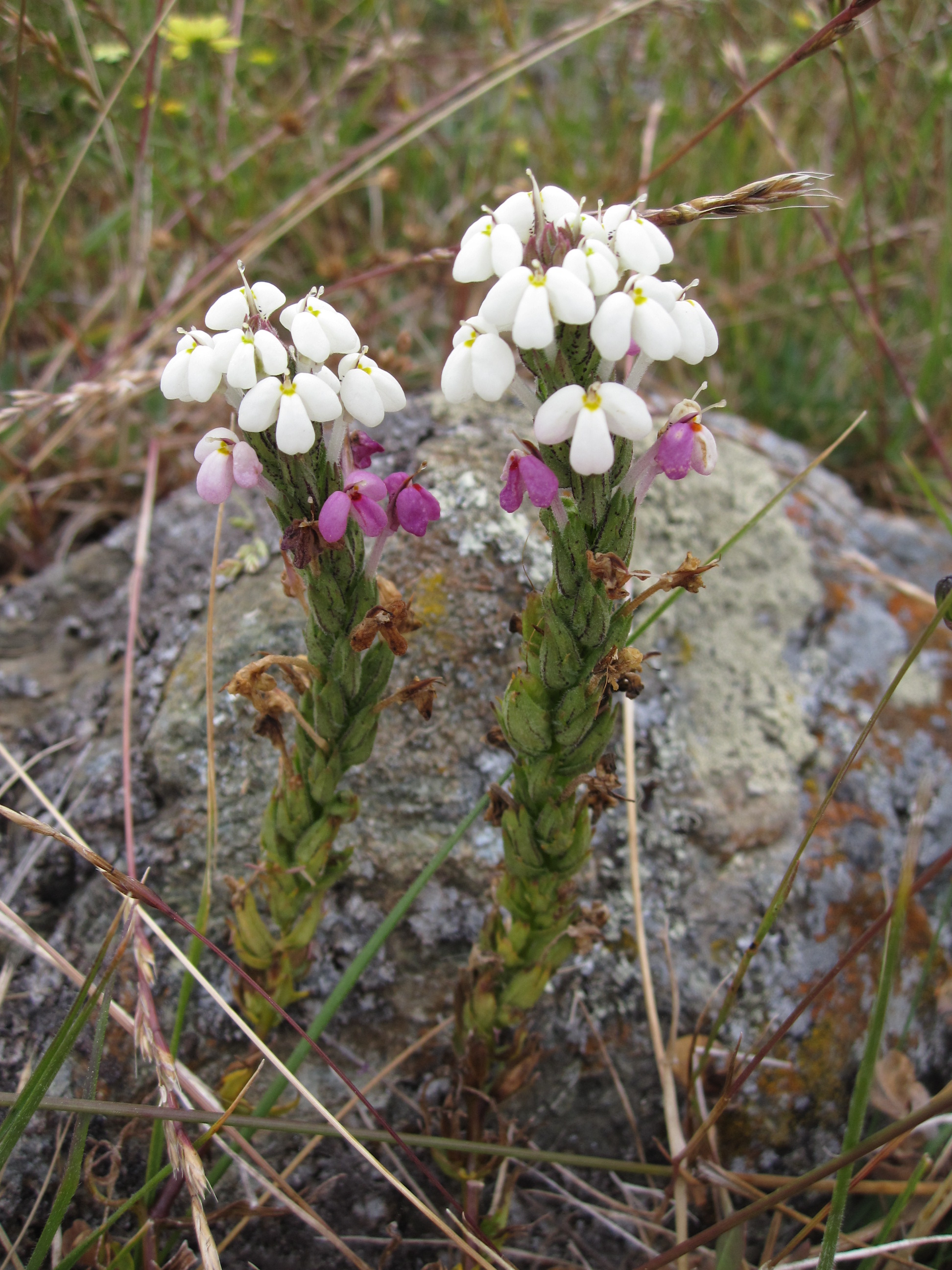 Influorescence of Johnny Tuck; petals on the top flowers are white; petals on the lower flowers are purple
