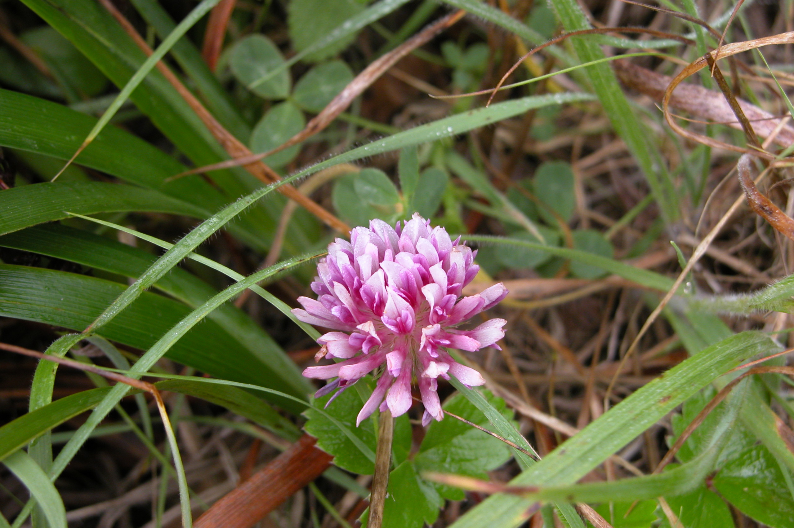 pink flowerhead of Cow Clover